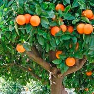 Citrus Reticulata (Mandarine Orange)