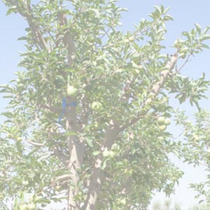 Malus Domestica (Manzano)