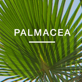 Palmacea