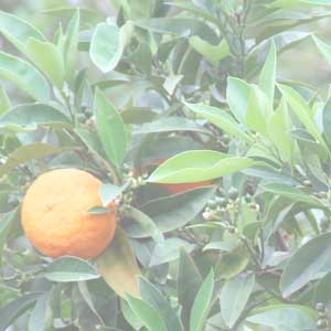 Citrus Aurantium (Bitter Orange)
