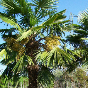 Chamaerops Excelsa
