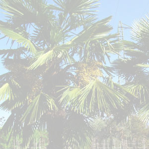 Chamaerops Excelsa