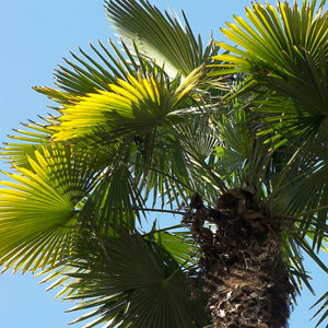 Chamaerops Humilis