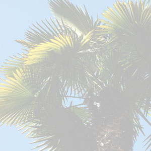 Chamaerops Humilis