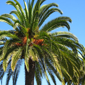 Phoenix Canariensis