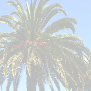 Phoenix Canariensis