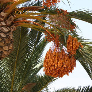 Phoenix Dactylifera