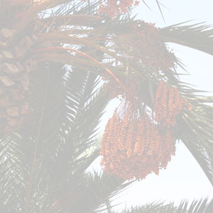 Phoenix Dactylifera