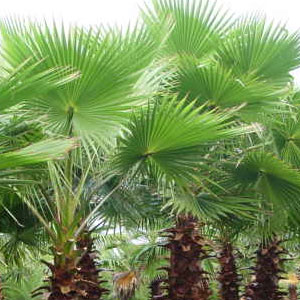 Washingtonia Robusta