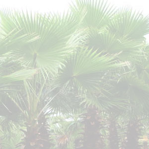 Washingtonia Robusta